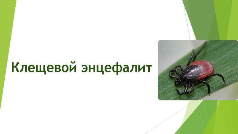 Горячая линия по профилактике клещевого энцефалита.